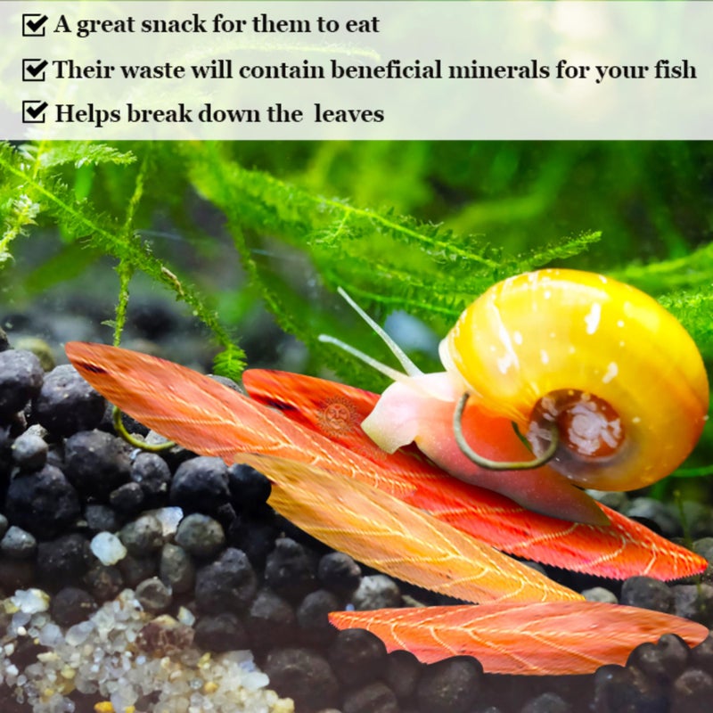 SunGrow 50 Pack Catappa Indian Almond Leaves for Snails and Crayfish, Mini Raw Dried Leaf for Fish Tank Aquarium, Maintains pH Levels - Image 3